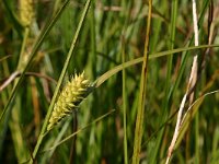 NL, Drenthe, Borger-Odoorn, ijsbaan Valthe 2, Saxifraga-Hans Boll