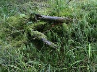 NL, Drenthe, Midden-Drenthe, Boswachterij Grollo 2, Saxifraga-Hans Boll