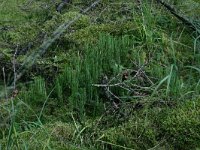 NL, Drenthe, Midden-Drenthe, Boswachterij Grollo 3, Saxifraga-Hans Boll