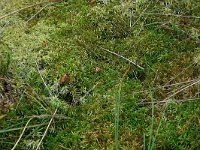 NL, Drenthe, Midden-Drenthe, Brunstingerplassen 12, Saxifraga-Hans Boll