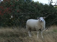 NL, Drenthe, Midden-Drenthe, Brunstingerplassen 18, Saxifraga-Hans Boll