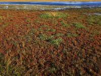 NL, Drenthe, Midden-Drenthe, Brunstingerplassen 19, Saxifraga-Hans Boll