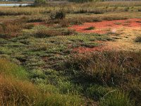 NL, Drenthe, Midden-Drenthe, Brunstingerplassen 28, Saxifraga-Hans Boll