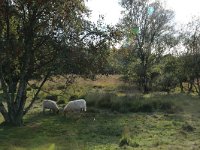 NL, Drenthe, Midden-Drenthe, Brunstingerplassen 33, Saxifraga-Hans Boll