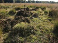 NL, Drenthe, Midden-Drenthe, Brunstingerplassen 5, Saxifraga-Hans Boll