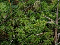 NL, Drenthe, Midden-Drenthe, Brunstingerplassen 7, Saxifraga-Hans Boll