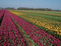 NL, Drenthe, Midden-Drenthe, Bruntinge 3, Saxifraga-Hans Dekker