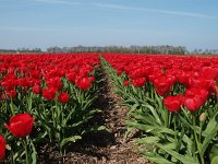 NL, Drenthe, Midden-Drenthe, Bruntinge 4, Saxifraga-Hans Dekker