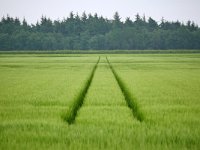 NL, Drenthe, Midden-Drenthe, Diependal 1, Saxifraga-Tom Heijnen