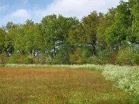 NL, Drenthe, Midden-Drenthe, Eekmaten 4, Saxifraga-Hans Dekker