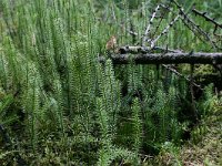 NL, Drenthe, Midden-Drenthe, Elper Noorderveld 5, Saxifraga-Hans Boll