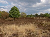 NL, Drenthe, Midden-Drenthe, Groote Zand 1, Saxifraga-Hans Dekker