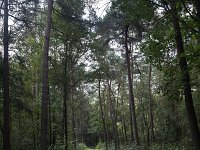 Cycle path through forest; nature reserve Groote Zand, Hooghalen, Drenthe, Netherlands  Cycle path through forest; nature reserve Groote Zand, Hooghalen, Drenthe, Netherlands : nature reserve, nature protection, tree, trees, rural, rural landscape, rural scene, non-urban landscape, non-urban scene, land, summer, summertime, season, outside, outdoor, outdoors, no people, nobody, Dutch, Holland, landscape, europe, european, Groote Zand, Drenthe, Hooghalen, Midden-Drenthe, cycling way, asphalt, forest, woodland, cycle path, cycling, cycle track