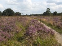 Footpath through heathland nature reserve Groote Zand, Hooghalen, Drenthe, Netherlands  Footpath through heathland nature reserve Groote Zand, Hooghalen, Drenthe, Netherlands : heathland, nature reserve, nature protection, heather, tree, trees, rural, rural landscape, rural scene, non-urban landscape, non-urban scene, land, summer, summertime, season, sky, cloud, clouds, clouded, outside, outdoor, outdoors, no people, nobody, Dutch, Holland, landscape, europe, european, Groote Zand, Drenthe, Hooghalen, Midden-Drenthe, path, footpath, track