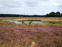 Mere in heathland nature reserve Hijkerveld, Drenthe, Netherlands  Mere in heathland nature reserve Hijkerveld, Drenthe, Netherlands : mere, lake, water, heath, heather, hijkerveld, Midden-Drenthe, Drenthe, Netherlands, Europe, european, Dutch, nature, natural, rural landscape, rural, rural scene, non-urban scene, tree, trees, heathland, summer, summertime, outside, outdoor, outdoors, no people, nobody, nature reserve, sky, cloudy, clouds