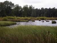 Heathland nature reserve Hijkerveld, Drenthe, Netherlands  Heathland nature reserve Hijkerveld, Drenthe, Netherlands : mere, lake, water, heath, heather, hijkerveld, Midden-Drenthe, Drenthe, Netherlands, Europe, european, Dutch, nature, natural, rural landscape, rural, rural scene, non-urban scene, tree, trees, heathland, summer, summertime, outside, outdoor, outdoors, no people, nobody, nature reserve