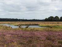 Panorama of mere in heathland nature reserve Hijkerveld, Drenthe, Netherlands  Panorama of mere in heathland nature reserve Hijkerveld, Drenthe, Netherlands : mere, lake, water, heath, heather, hijkerveld, Midden-Drenthe, Drenthe, Netherlands, Europe, european, Dutch, nature, natural, rural landscape, rural, rural scene, non-urban scene, tree, trees, heathland, summer, summertime, outside, outdoor, outdoors, no people, nobody, nature reserve, sky, cloudy, clouds, panorama, panoramic