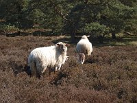 NL, Drenthe, Midden-Drenthe, Hijkerveld 4, Saxifraga-Hans Dekker