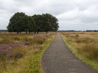 Cycle track in heathland nature reserve Hijkerveld, Drenthe, Netherlands  Cycle track in heathland nature reserve Hijkerveld, Drenthe, Netherlands : heath, heather, hijkerveld, Midden-Drenthe, Drenthe, Netherlands, Europe, european, Dutch, nature, natural, rural landscape, rural, rural scene, non-urban scene, tree, trees, heathland, summer, summertime, outside, outdoor, outdoors, no people, nobody, nature reserve, cycling, cycle track, cycle, path, asphalt, road, sky, clouds, cloudy