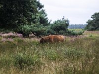 Scottish cow in heathland nature reserve Hijkerveld, Drenthe, Netherlands  Scottish cow in heathland nature reserve Hijkerveld, Drenthe, Netherlands : hijkerveld, Midden-Drenthe, Drenthe, Netherlands, Europe, european, Dutch, nature, natural, rural landscape, rural, rural scene, non-urban scene, tree, trees, heathland, summer, summertime, outside, outdoor, outdoors, no people, nobody, nature reserve, scottish cow, cow, cattle, purple moorgrass, Molinia caerulea, molinia, grass, grassy, grazing, animal, life stock