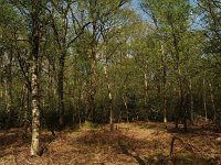 NL, Drenthe, Midden-Drenthe, Mantingerbos 12, Saxifraga-Hans Dekker