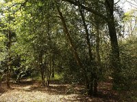 NL, Drenthe, Midden-Drenthe, Mantingerbos 13, Saxifraga-Hans Dekker