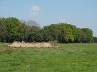 NL, Drenthe, Midden-Drenthe, Mantingerbos 2, Saxifraga-Hans Dekker