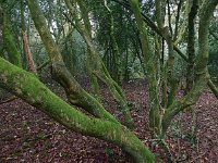 NL, Drenthe, Midden-Drenthe, Mantingerbos 24, Saxifraga-Hans Dekker