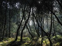 NL, Drenthe, Midden-Drenthe, Mantingerbos 27, Saxifraga-Hans Dekker