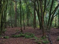 NL, Drenthe, Midden-Drenthe, Mantingerbos 36, Saxifraga-Hans Dekker