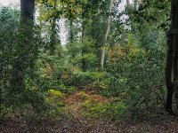 NL, Drenthe, Midden-Drenthe, Mantingerbos 37, Saxifraga-Hans Dekker