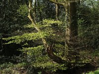 NL, Drenthe, Midden-Drenthe, Mantingerbos 8, Saxifraga-Hans Dekker