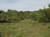 NL, Drenthe, Midden-Drenthe, Mantingerveld 17, Saxifraga-Willem van Kruijsbergen