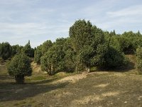 NL, Drenthe, Midden-Drenthe, Mantingerveld 4, Saxifraga-Willem van Kruijsbergen