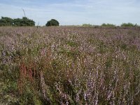 NL, Drenthe, Midden-Drenthe, Mantingerveld, Achterste Veld 3, Saxifraga-Willem van Kruijsbergen