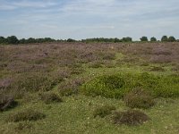 NL, Drenthe, Midden-Drenthe, Mantingerveld, Achterste Veld 9, Saxifraga-Willem van Kruijsbergen