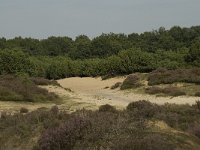 NL, Drenthe, Midden-Drenthe, Mantingerzand 15, Saxifraga-Willem van Kruijsbergen