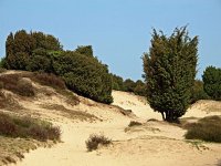 NL, Drenthe, Midden-Drenthe, Mantingerzand 27, Saxifraga-Hans Dekker