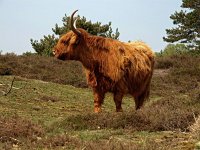 NL, Drenthe, Midden-Drenthe, Mantingerzand 28, Saxifraga-Hans Dekker