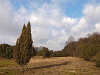 NL, Drenthe, Midden-Drenthe, Mantingerzand 30, Saxifraga-Hans Dekker