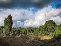 NL, Drenthe, Midden-Drenthe, Mantingerzand 34, Saxifraga-Hans Dekker