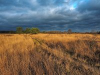 NL, Drenthe, Midden-Drenthe, Mantingerzand 36, Saxifraga-Hans Dekker