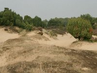 NL, Drenthe, Midden-Drenthe, Mantingerzand 4, Saxifraga-Hans Boll