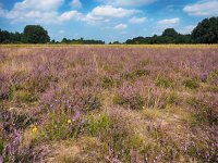 NL, Drenthe, Midden-Drenthe, Mantingerzand 41, Saxifraga-Hans Dekker