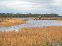 NL, Drenthe, Midden-Drenthe, Mantingerzand 44, Saxifraga-Hans Dekker