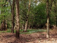 NL, Drenthe, Midden-Drenthe, Orvelte 39, Saxifraga-Hans Dekker