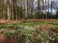 NL, Drenthe, Midden-Drenthe, Orvelte 43, Saxifraga-Hans Dekker