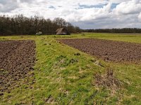 NL, Drenthe, Midden-Drenthe, Orvelte 58, Celtic field, Saxifraga-Hans Dekker