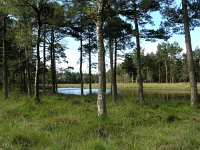 NL, Drenthe, Midden-Drenthe, Westerveentje-Kibbelhoek 1, Saxifraga-Hans Dekker