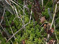 NL, Drenthe, Midden-Drenthe, Zuiderhijken 2, Saxifraga-Hans Boll